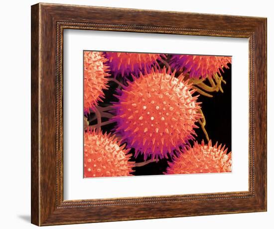 Pollen on Pistil of Mallow-Micro Discovery-Framed Photographic Print