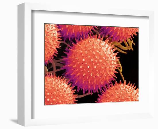 Pollen on Pistil of Mallow-Micro Discovery-Framed Photographic Print