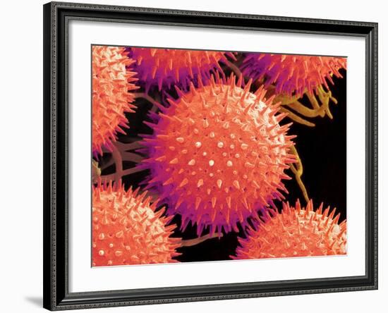 Pollen on Pistil of Mallow-Micro Discovery-Framed Photographic Print