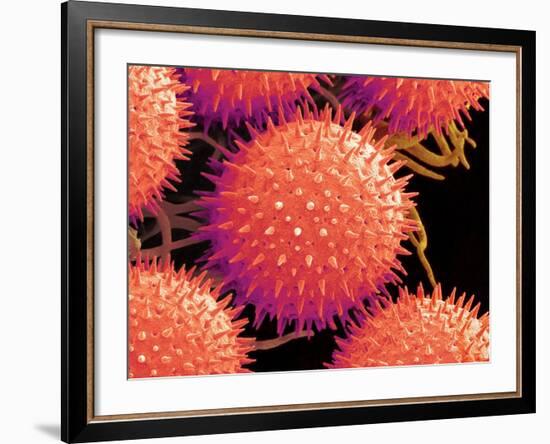 Pollen on Pistil of Mallow-Micro Discovery-Framed Photographic Print