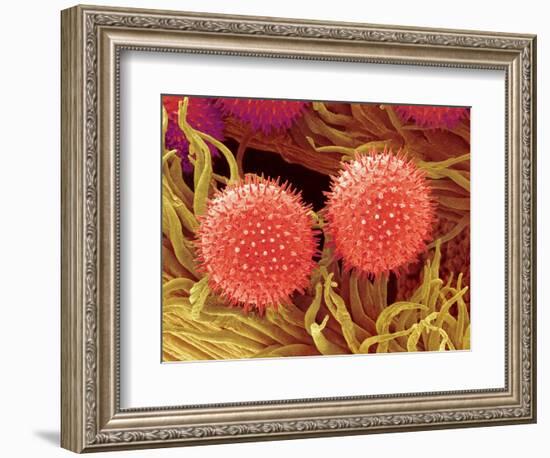 Pollen on Pistil of Mallow-Micro Discovery-Framed Photographic Print