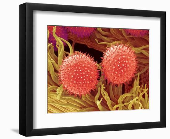 Pollen on Pistil of Mallow-Micro Discovery-Framed Photographic Print