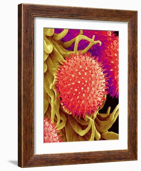 Pollen on Pistil of Mallow-Micro Discovery-Framed Photographic Print