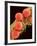 Pollen on Pistil of Mallow-Micro Discovery-Framed Photographic Print