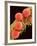 Pollen on Pistil of Mallow-Micro Discovery-Framed Photographic Print