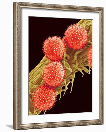 Pollen on Pistil of Mallow-Micro Discovery-Framed Photographic Print