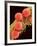 Pollen on Pistil of Mallow-Micro Discovery-Framed Photographic Print