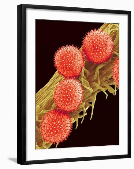 Pollen on Pistil of Mallow-Micro Discovery-Framed Photographic Print