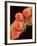 Pollen on Pistil of Mallow-Micro Discovery-Framed Photographic Print