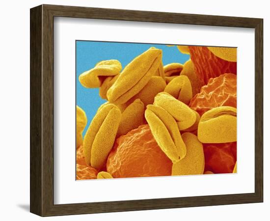 Pollen on Pistil of Narcissus-Micro Discovery-Framed Photographic Print