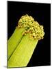 Pollen on Pistil of Pieris Japonica-Micro Discovery-Mounted Photographic Print