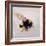 Pollen sac 1, 2011-Odile Kidd-Framed Giclee Print