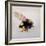 Pollen sac 1, 2011-Odile Kidd-Framed Giclee Print