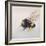 Pollen sac 2, 2011-Odile Kidd-Framed Giclee Print