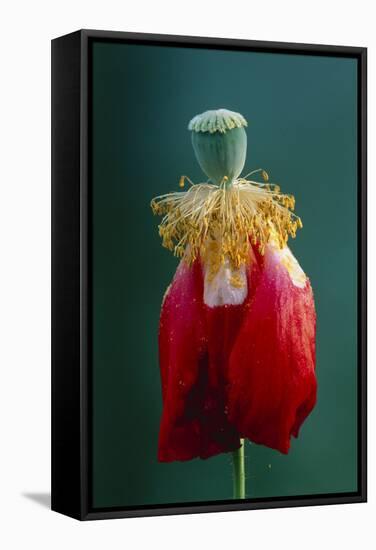 Pollinated Poppy-David Nunuk-Framed Premier Image Canvas