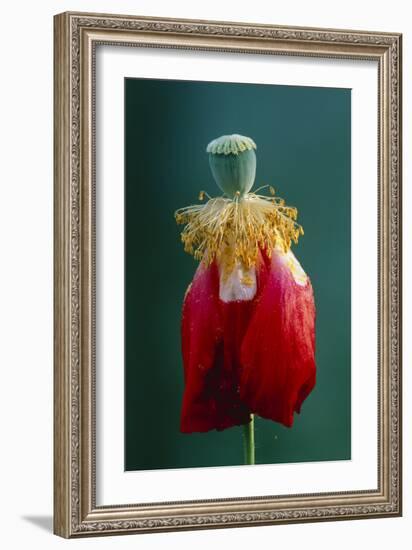 Pollinated Poppy-David Nunuk-Framed Photographic Print