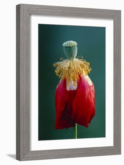 Pollinated Poppy-David Nunuk-Framed Photographic Print