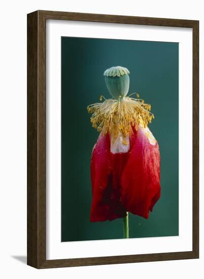 Pollinated Poppy-David Nunuk-Framed Photographic Print