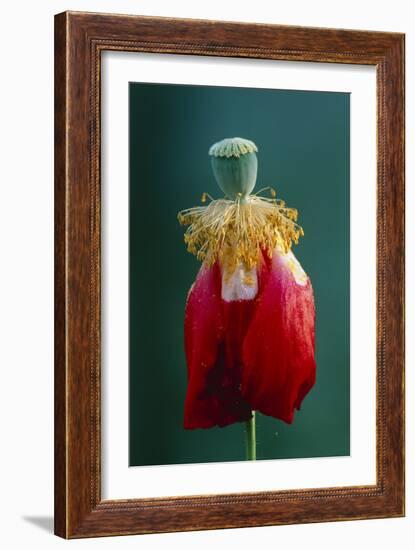 Pollinated Poppy-David Nunuk-Framed Photographic Print