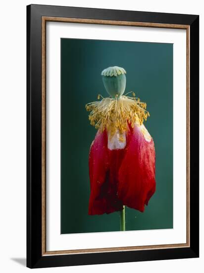 Pollinated Poppy-David Nunuk-Framed Photographic Print