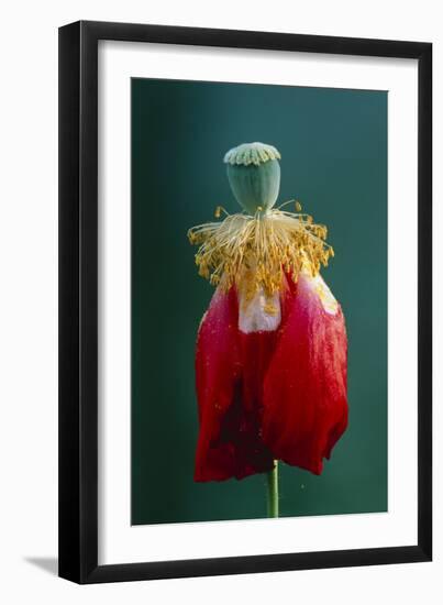Pollinated Poppy-David Nunuk-Framed Photographic Print