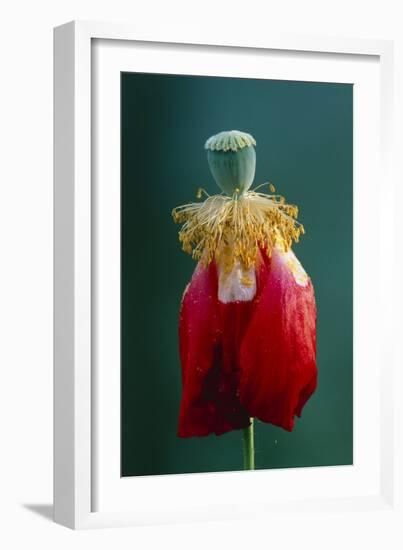 Pollinated Poppy-David Nunuk-Framed Photographic Print