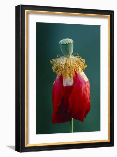 Pollinated Poppy-David Nunuk-Framed Photographic Print