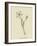 Pollybirdia Singularis-Edward Lear-Framed Giclee Print