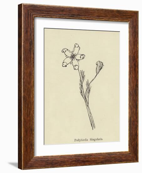 Pollybirdia Singularis-Edward Lear-Framed Giclee Print