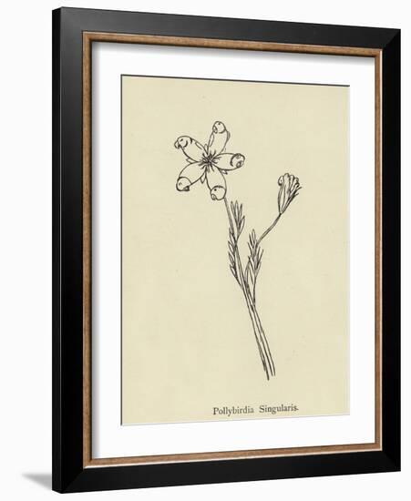 Pollybirdia Singularis-Edward Lear-Framed Giclee Print