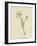 Pollybirdia Singularis-Edward Lear-Framed Giclee Print