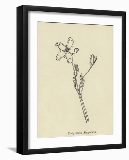Pollybirdia Singularis-Edward Lear-Framed Giclee Print