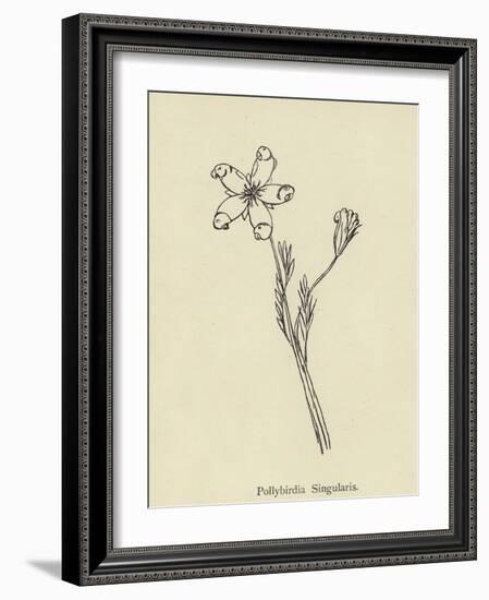 Pollybirdia Singularis-Edward Lear-Framed Giclee Print