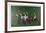 Polo Fields-Harry Schaare-Framed Limited Edition