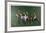 Polo Fields-Harry Schaare-Framed Limited Edition