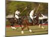 Polo, Houston, Texas, United States of America, North America-Michael DeFreitas-Mounted Photographic Print