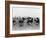 Polo Match-null-Framed Photo