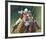 Polo-Susan Crawford-Framed Premium Giclee Print