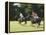 Polo-null-Framed Premier Image Canvas