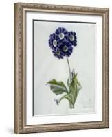 Polyanthus-Marie-Anne-Framed Giclee Print