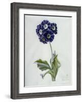 Polyanthus-Marie-Anne-Framed Giclee Print
