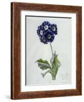 Polyanthus-Marie-Anne-Framed Giclee Print