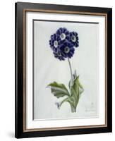Polyanthus-Marie-Anne-Framed Giclee Print
