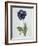 Polyanthus-Marie-Anne-Framed Giclee Print