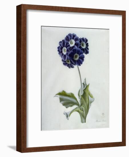 Polyanthus-Marie-Anne-Framed Giclee Print