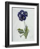 Polyanthus-Marie-Anne-Framed Giclee Print