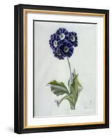 Polyanthus-Marie-Anne-Framed Giclee Print