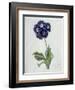 Polyanthus-Marie-Anne-Framed Giclee Print
