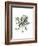 Polycarpon Tetraphyllum, Flora Graeca-Ferdinand Bauer-Framed Giclee Print