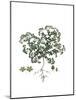 Polycarpon Tetraphyllum, Flora Graeca-Ferdinand Bauer-Mounted Giclee Print